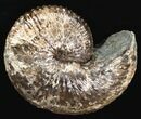 Excellent Hoploscaphites Ammonite - South Dakota #6129-2
